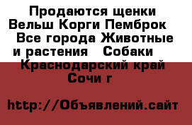 Продаются щенки Вельш Корги Пемброк  - Все города Животные и растения » Собаки   . Краснодарский край,Сочи г.